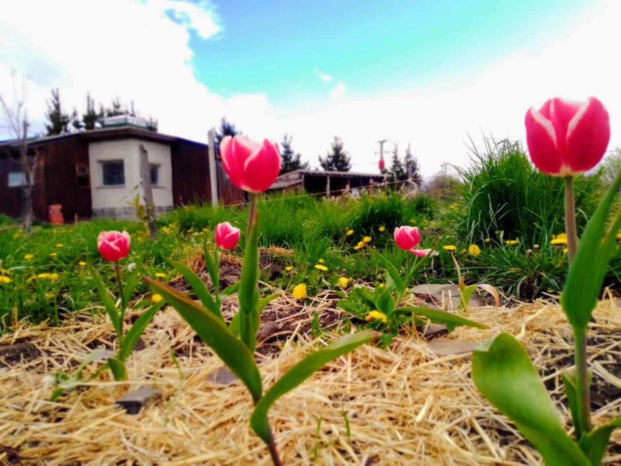 Trevelín Arriba La Luna - Ecovilla Rural מראה חיצוני תמונה